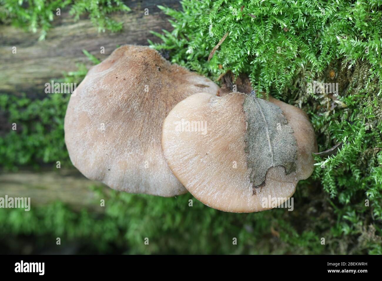 Lentinellus ursinus, commonly called the Bear Lentinus, wild mushroom from Finland Stock Photo