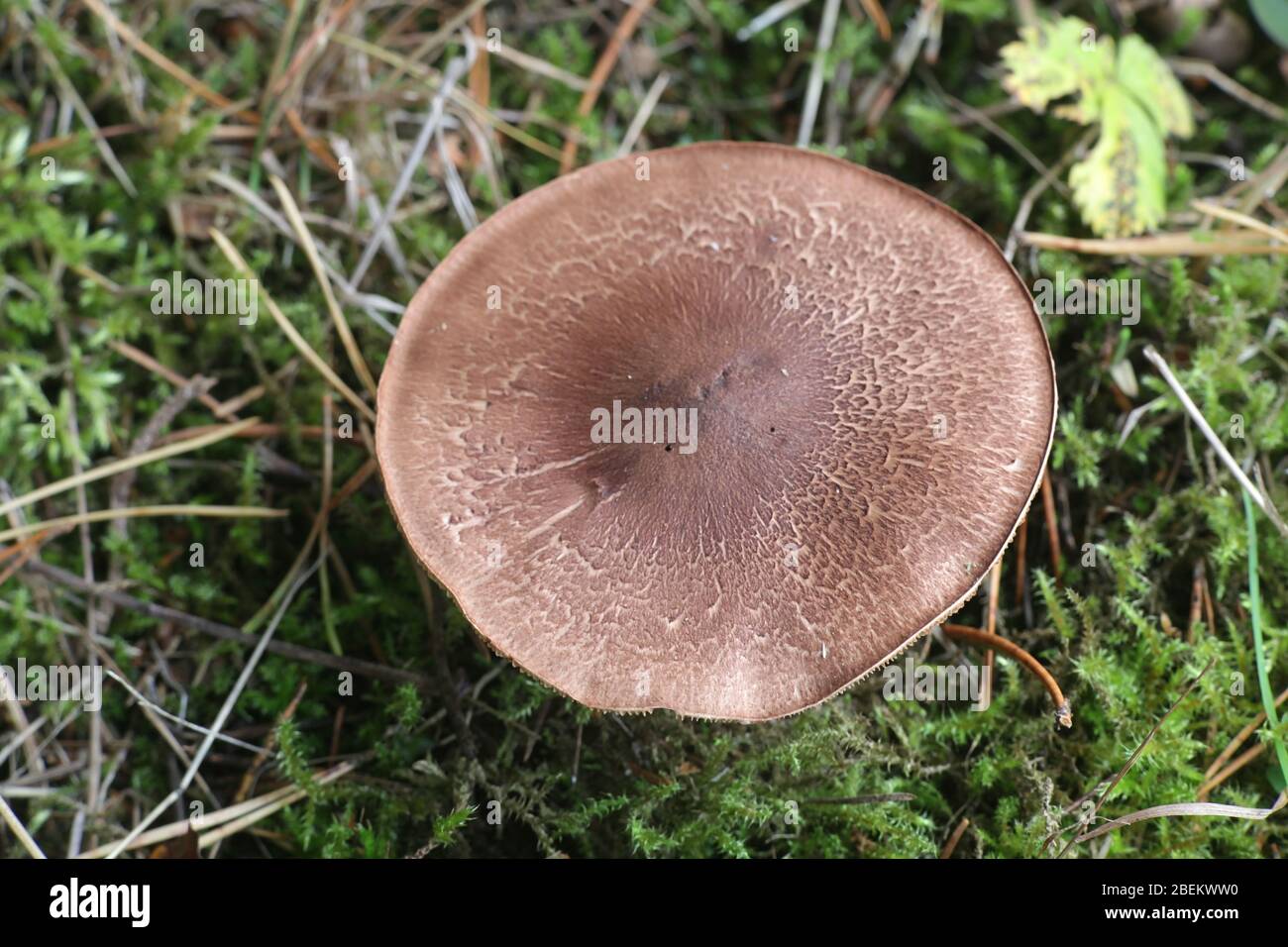 Tricholoma imbricatum, known as the matt knight, wild mushrooms from Finland Stock Photo