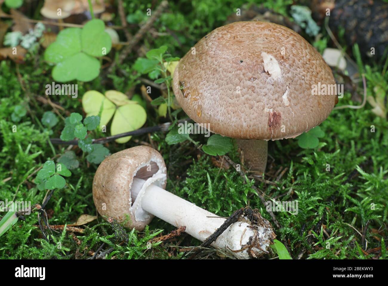 Agaricus silvaticus (or Agaricus sylvaticus), known as the scaly wood mushroom, blushing wood mushroom, or pinewood mushroom, delicious wild fungi fro Stock Photo