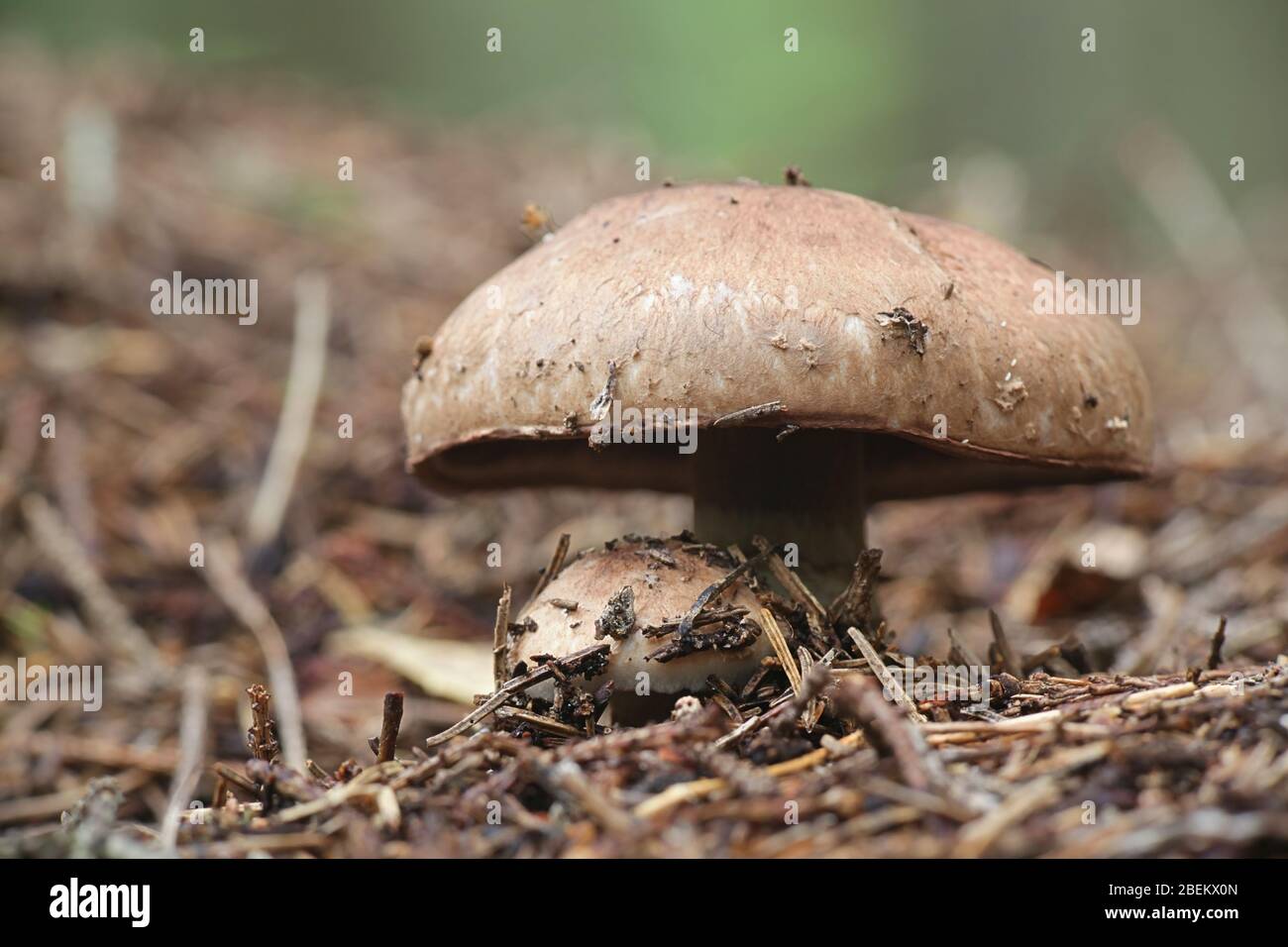 Agaricus silvaticus (Agaricus sylvaticus), known as the scaly wood mushroom, blushing wood mushroom, or pinewood mushroom Stock Photo