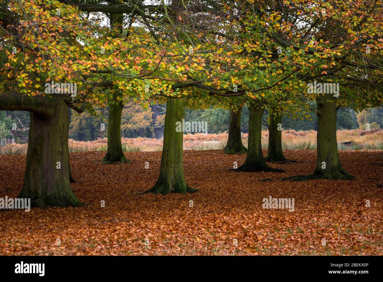 Autumn trees in Richmond Park, London Stock Photo