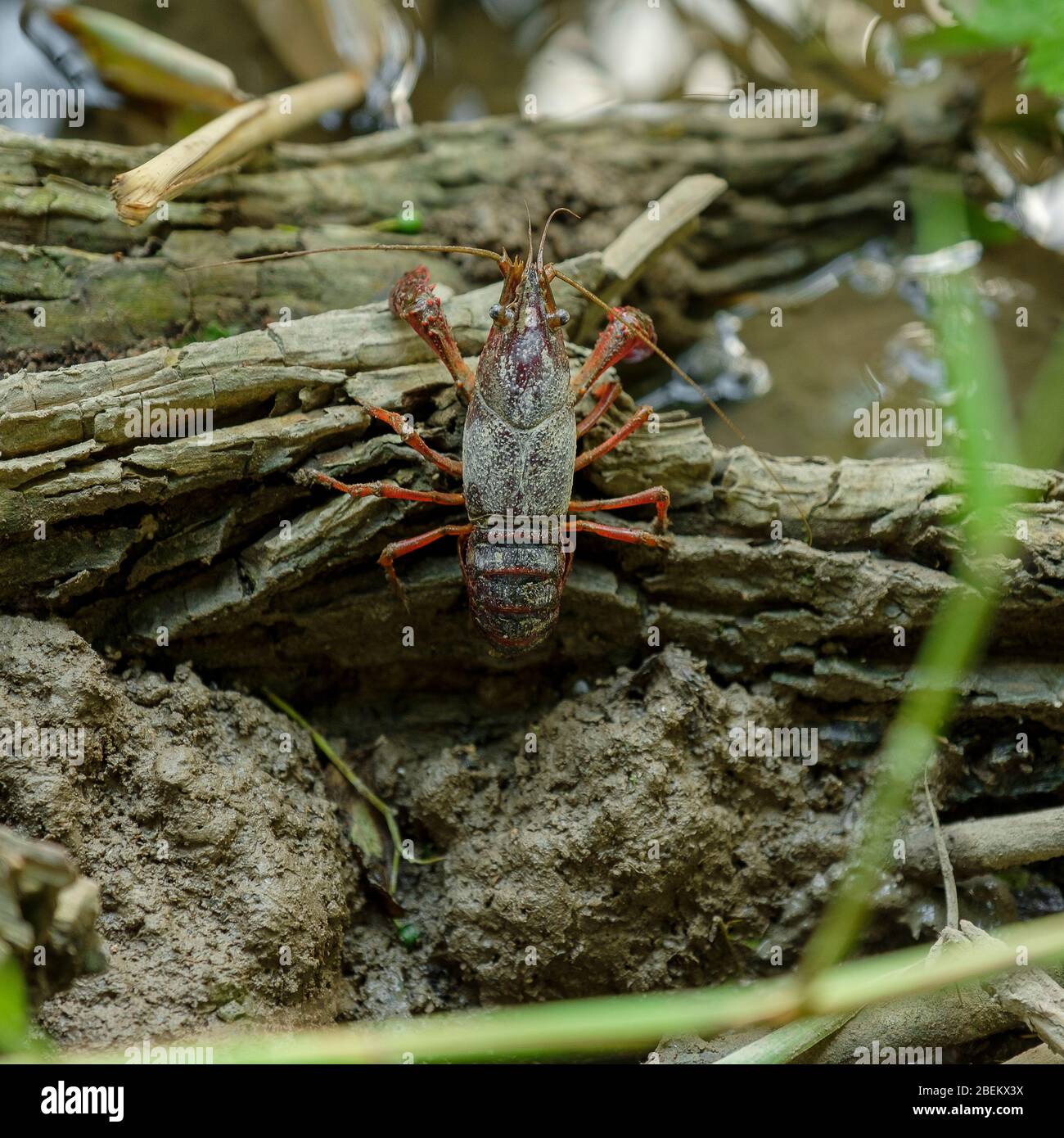 Louisiana crayfish or red swamp crawfish Stock Photo