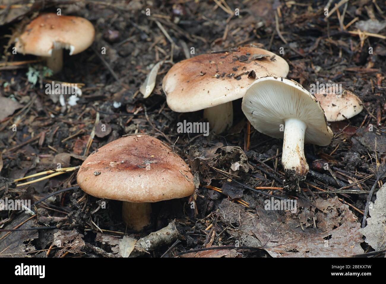 Tricholoma populinum, commonly known as the poplar knight or the cottonwood mushroom, wild fungus from Finland Stock Photo