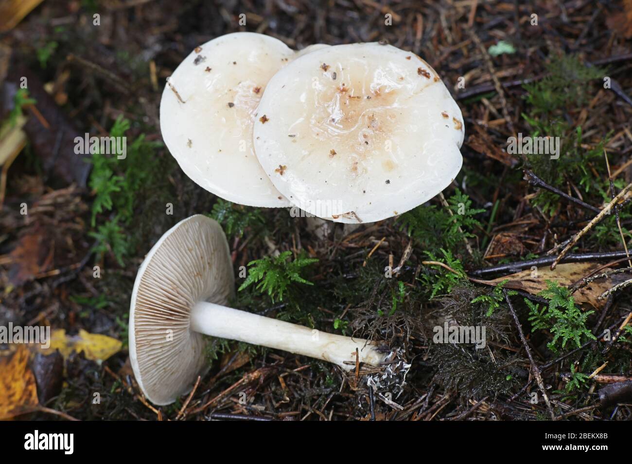 Hebeloma crustuliniforme, known as poison pie or poisonpie, poisonous mushrooms from Finland Stock Photo