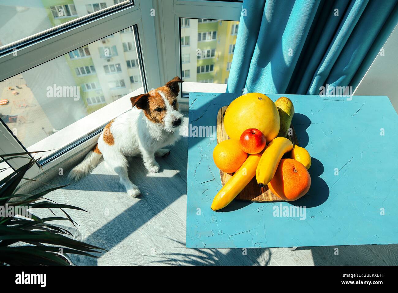 Jack Russell dog with fruits on the table. Food Photography Stock Photo