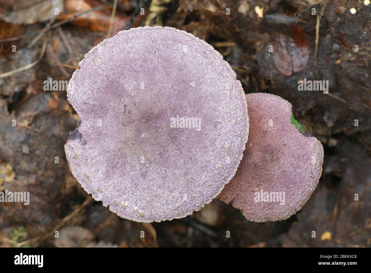 Cortinarius violaceus, known as the violet webcap or violet cort, mushrooms from Finland Stock Photo