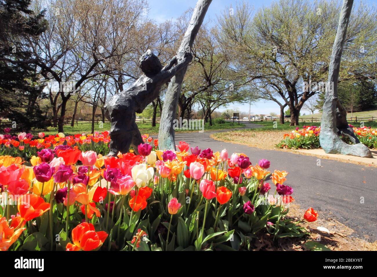 Blooming colorful spring tulips surround a sculpture and take center stage at Hafer Park in Edmond Oklahoma. Stock Photo