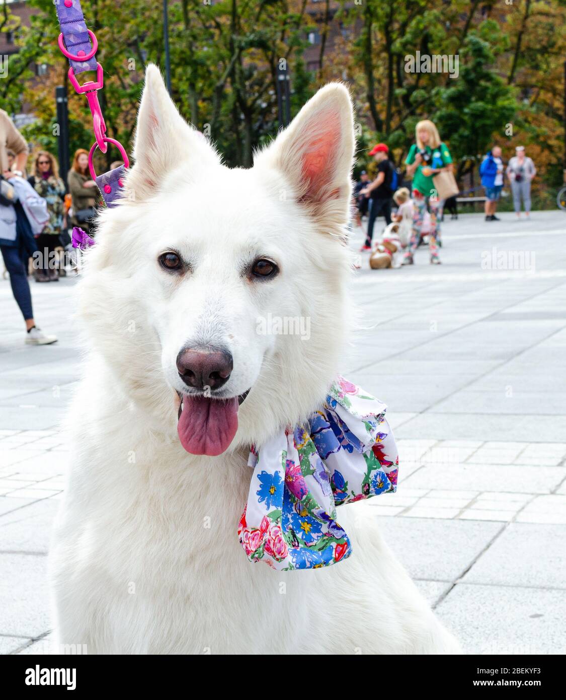 Wroclaw, Poland - September 8 2019: Dog parade Hau are you? Beautiful white  shepherd dog with ribbon Stock Photo - Alamy