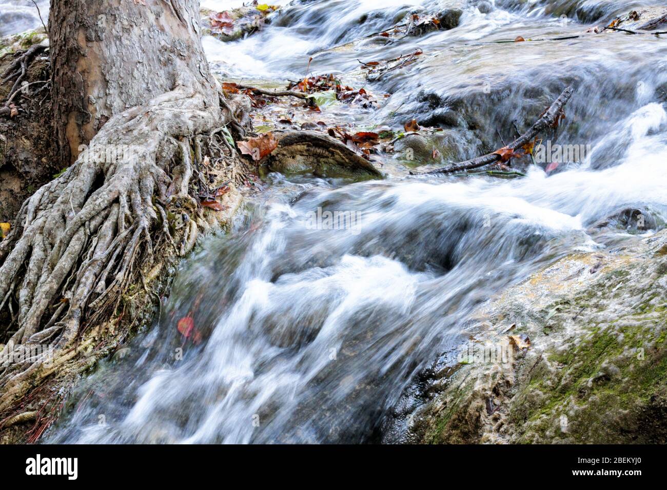 Water from Little Niagra Falls in Sulphur Oklahoma rushes past a tree trunk with roots reaching into the water. Stock Photo