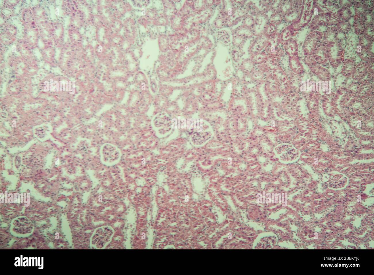 Kidney cortex under the microscope 100x Stock Photo - Alamy