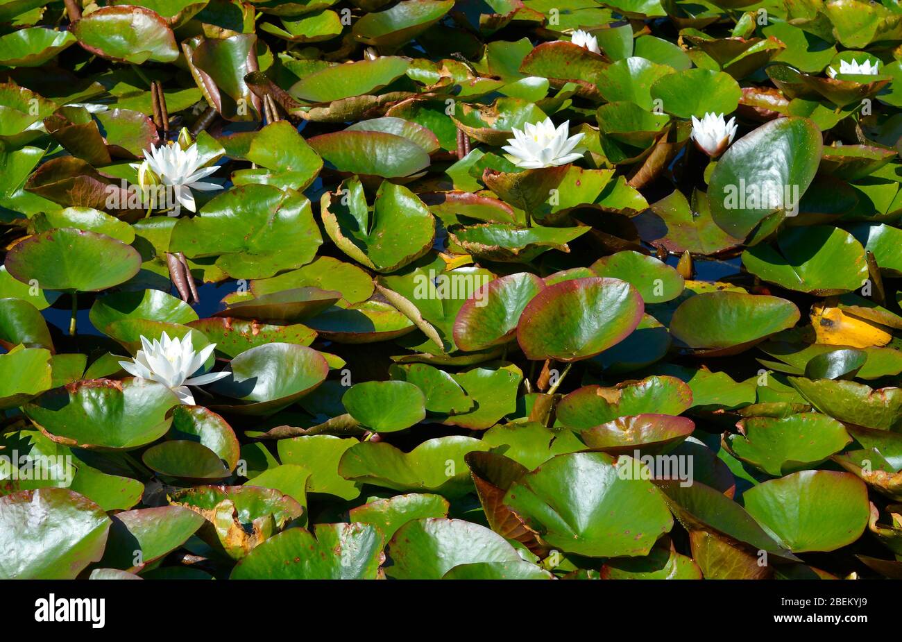 Water lilies Latin name Nymphaea Alba flowers Stock Photo