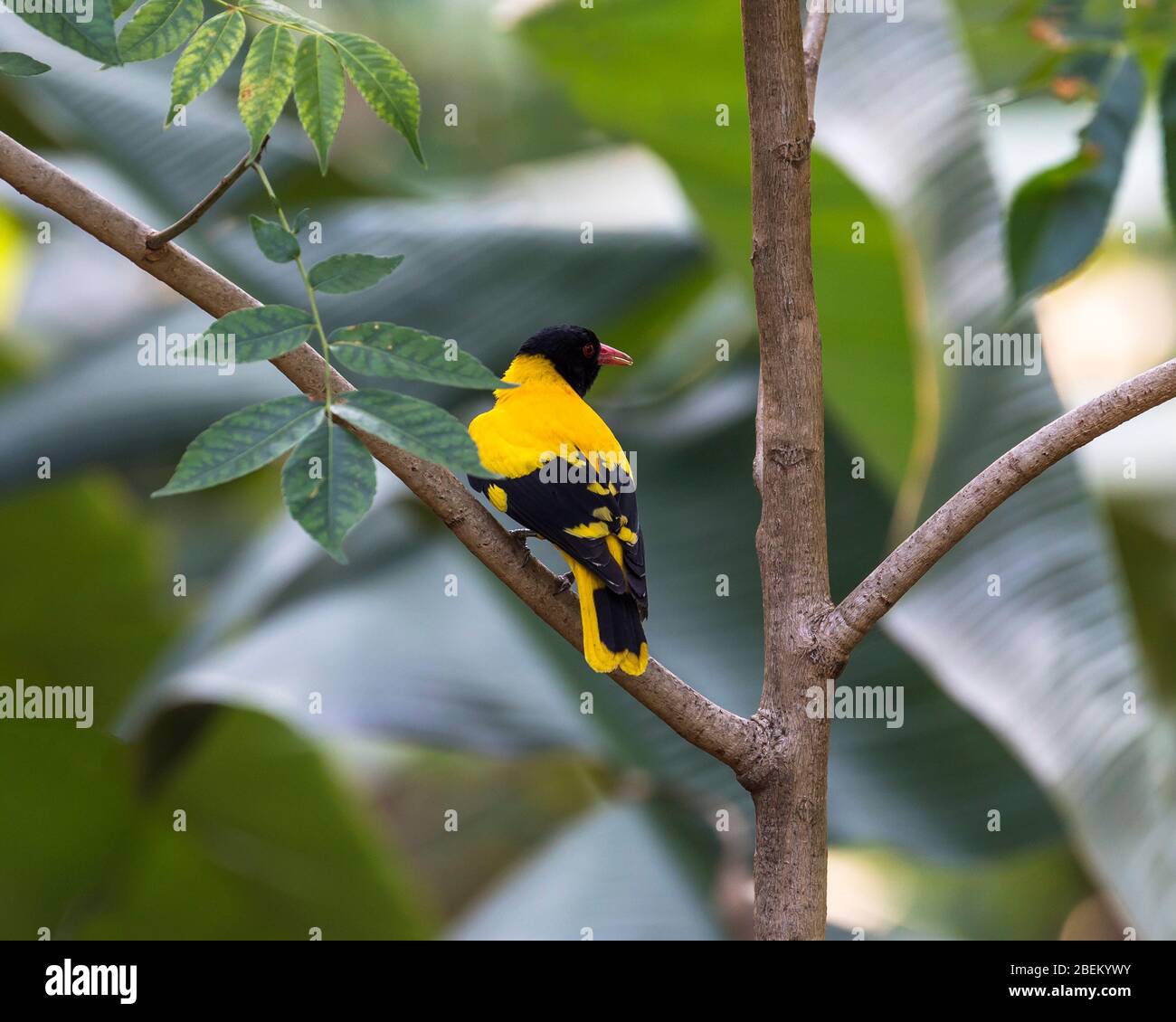 The Indian golden oriole (Oriolus kundoo) is a species of oriole found in the Indian subcontinent and Central Asia. Stock Photo