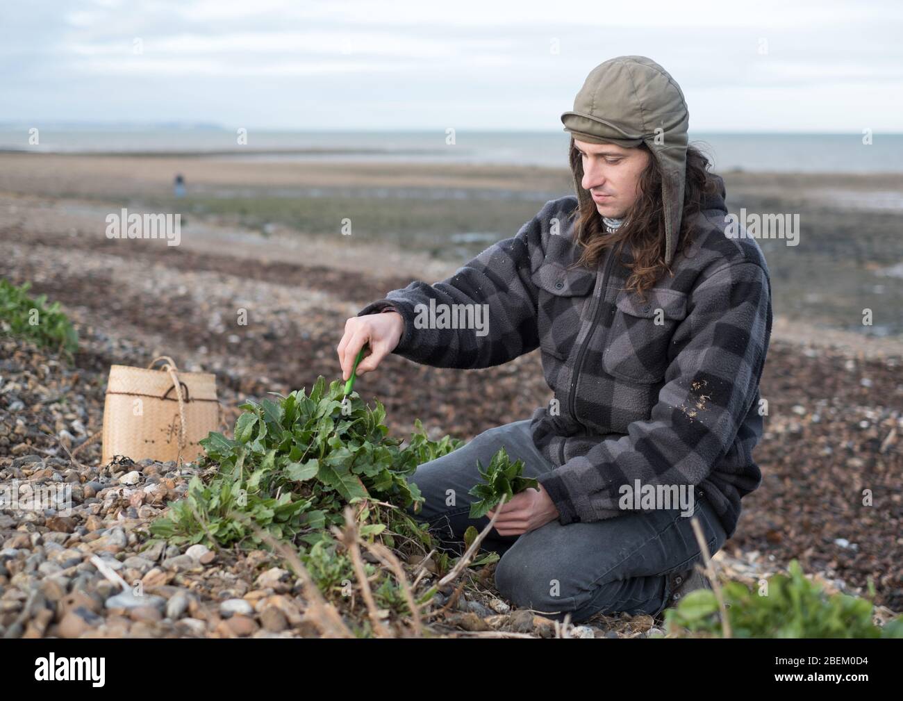 Forager Fred Rother collecting sea beet from a beach near Whitstable, east Kent Stock Photo