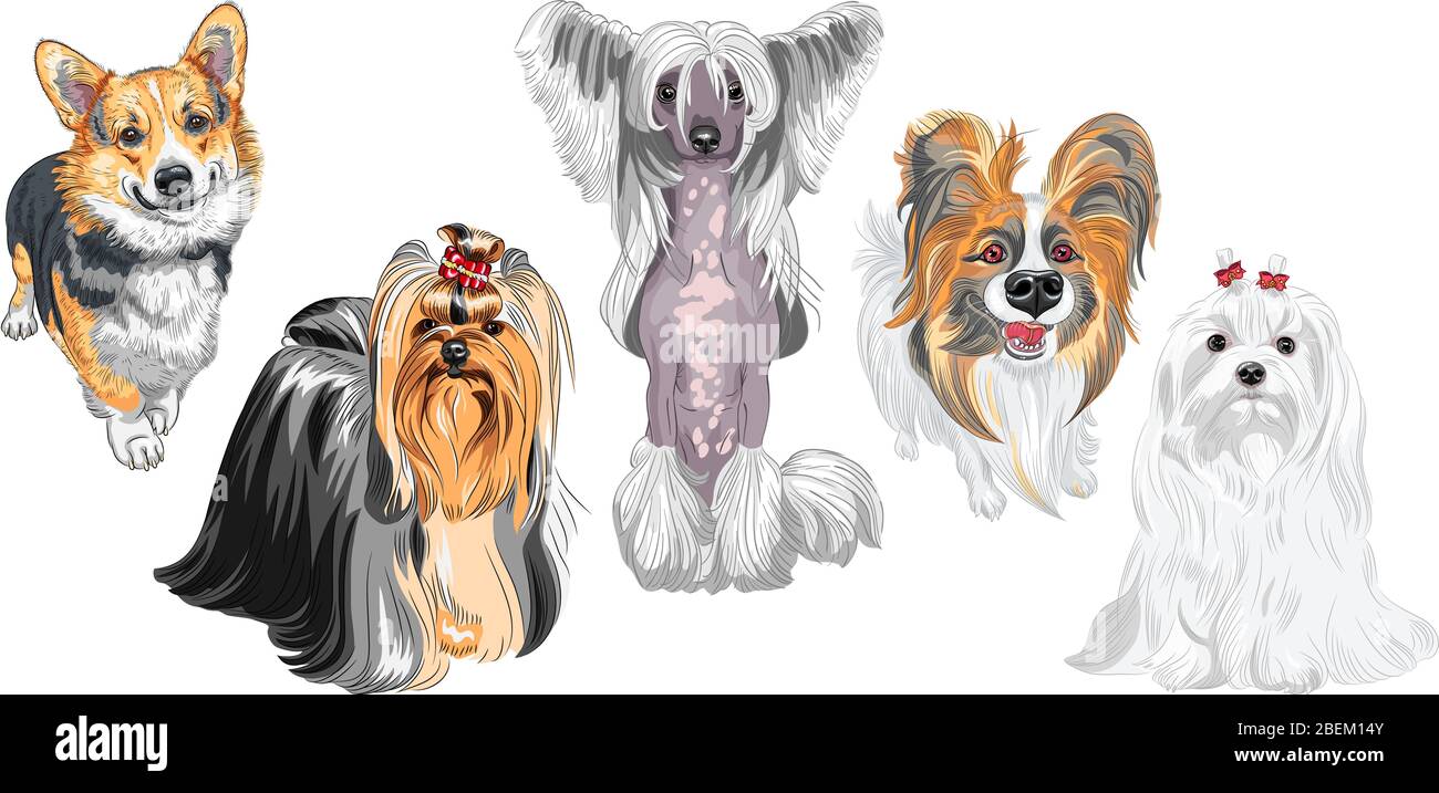 Set of dogs. Maltese, Hairless Chinese crested dog, Pembroke Welsh corgi, Yorkshire terrier with exhibition haircutcute, Papillon with long ears Stock Vector