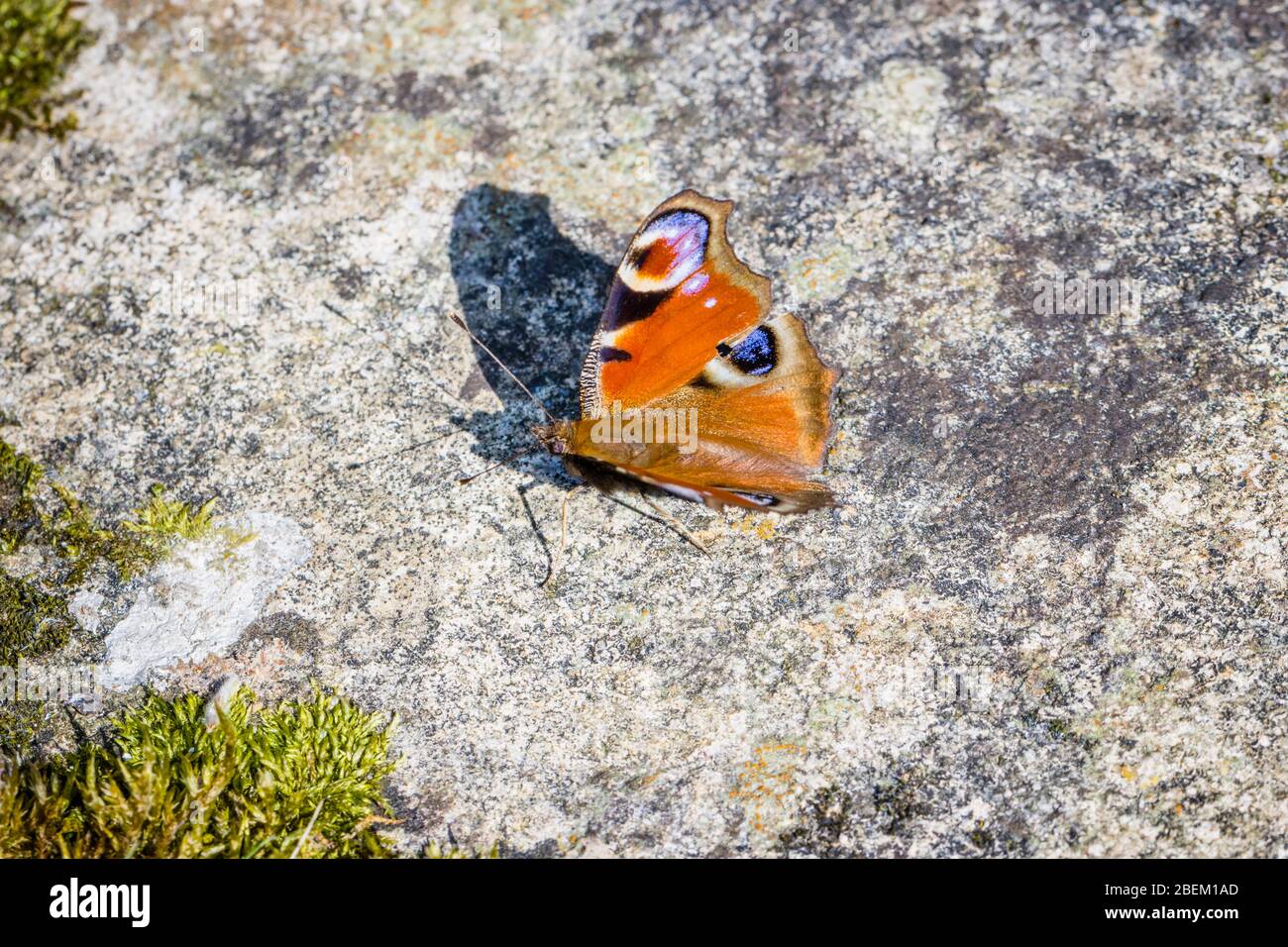 Colourful Peacock butterfly (Aglais io) minibeast at rest casting a shadow on a sunny day on stone, in spring in a garden in Surrey, UK Stock Photo