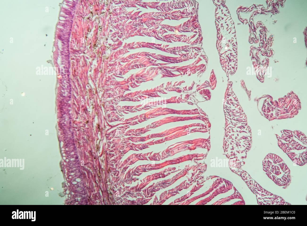 Earthworm histology cross section 10th segment 100x Stock Photo Alamy