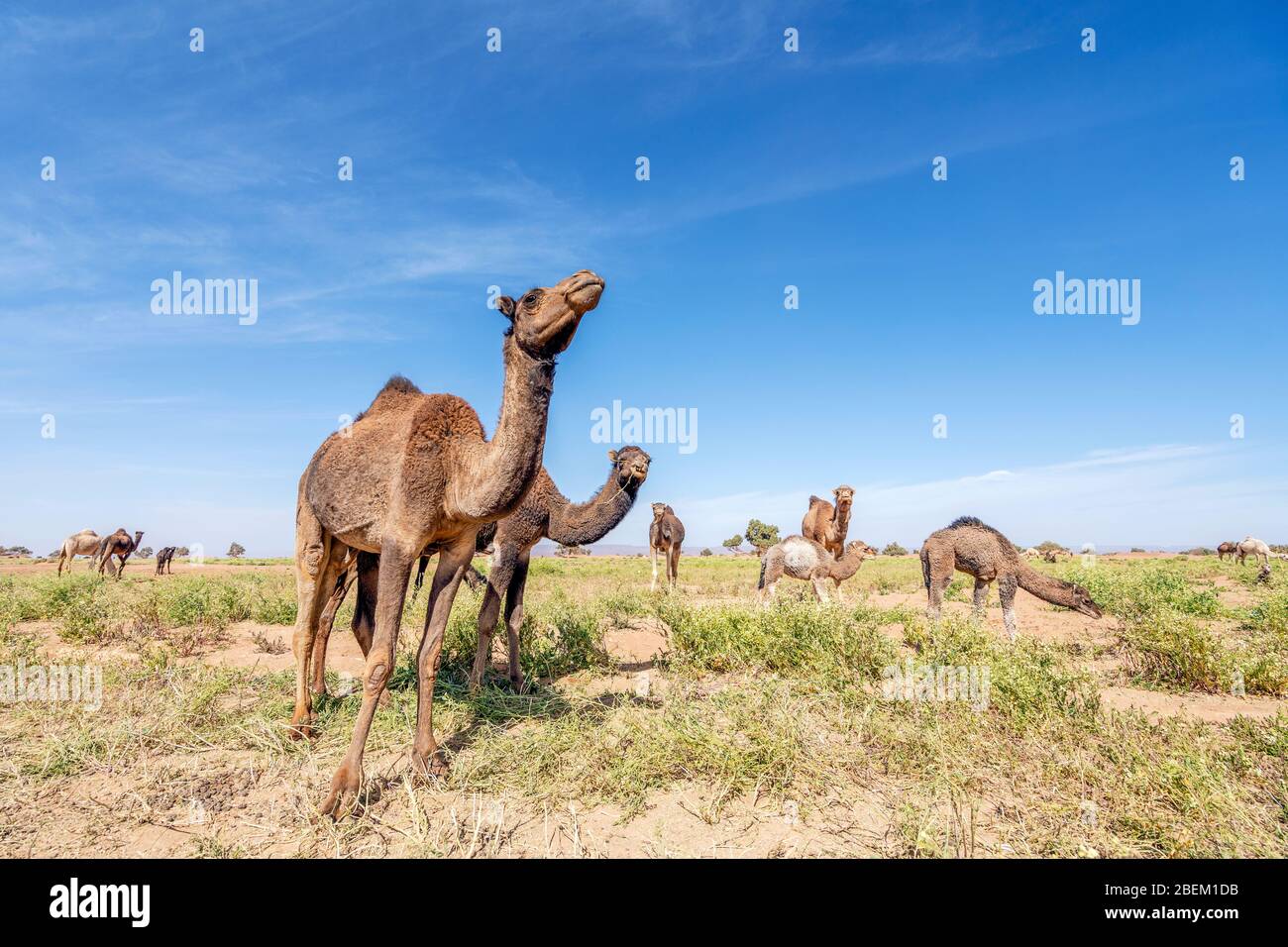 Herd of dromedary camels grassing in the oasis on the edge of Sahara dessert, Morocco, Africa Stock Photo