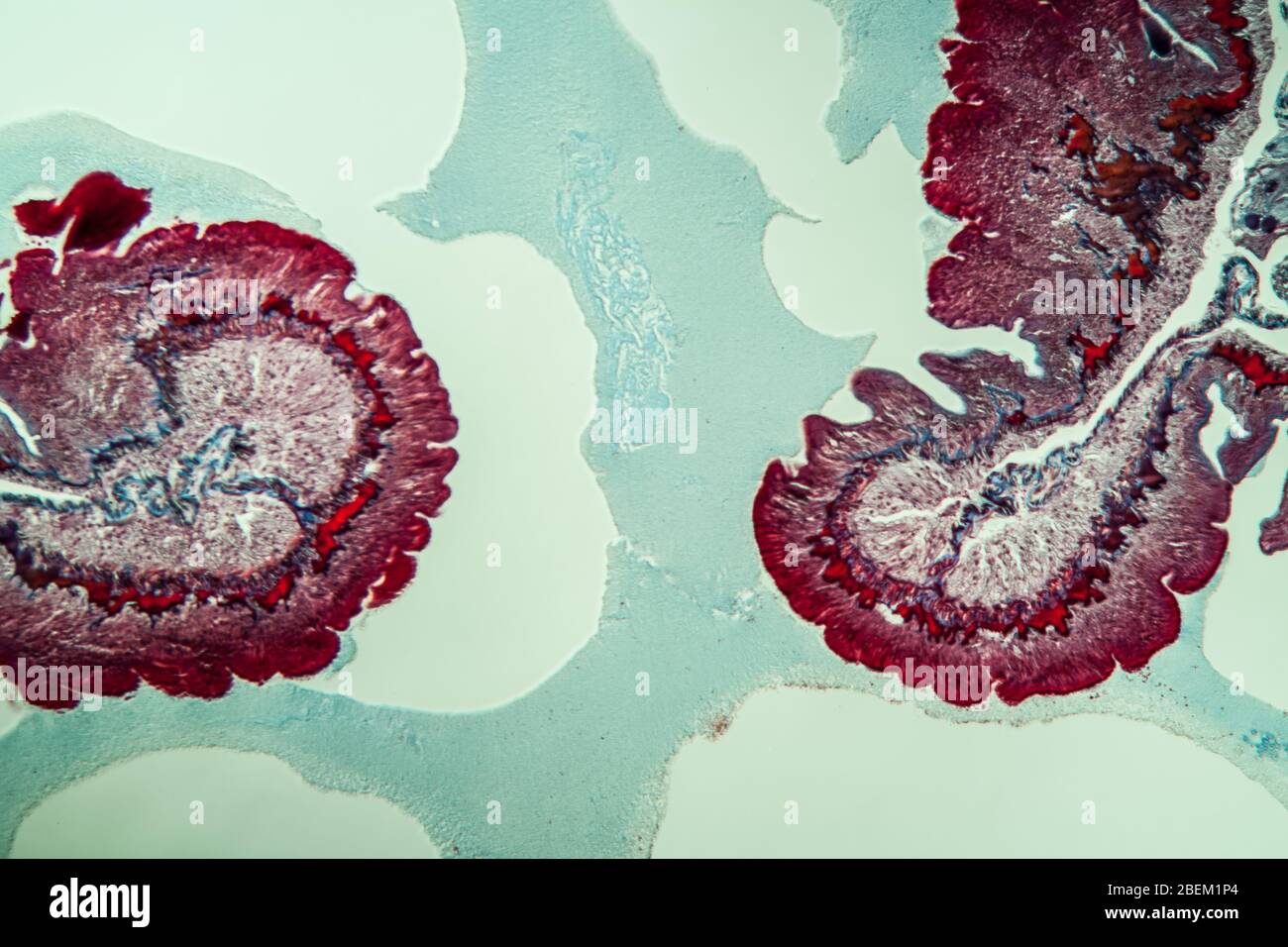 Earthworm histology cross section 10th segment 100x Stock Photo Alamy