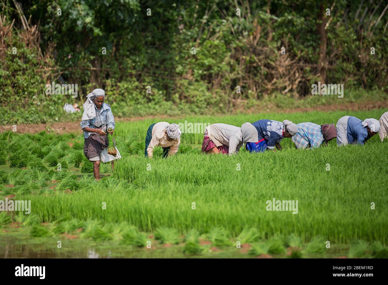 women workers working on the rice paddy fields in kerala,south india,india,asia,farming in india,kerala rice farming,pradeep subramanian Stock Photo