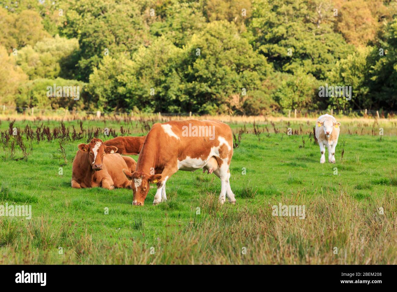 Ayrshire Cattle grazing in a Scottish meadow Stock Photo