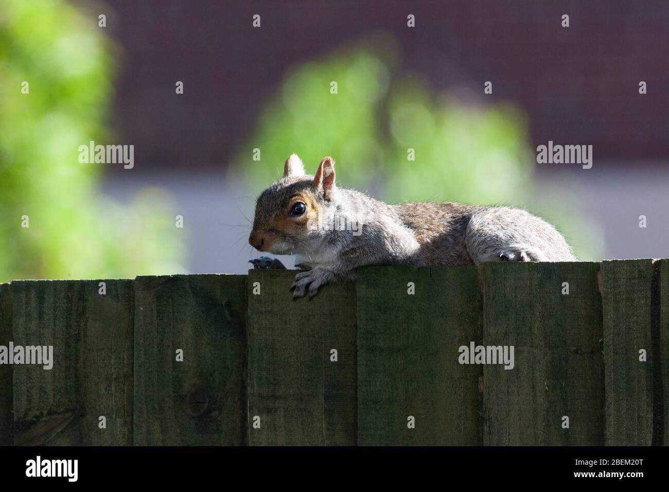 London, UK. 14th Apr 2020. UK weather, 14 April 2020: a grey squirrel in the Lnodon suburb of Clapham plays peek-a-boo with the photographer from behind a fence. Anna Watson/Alamy Live News Stock Photo