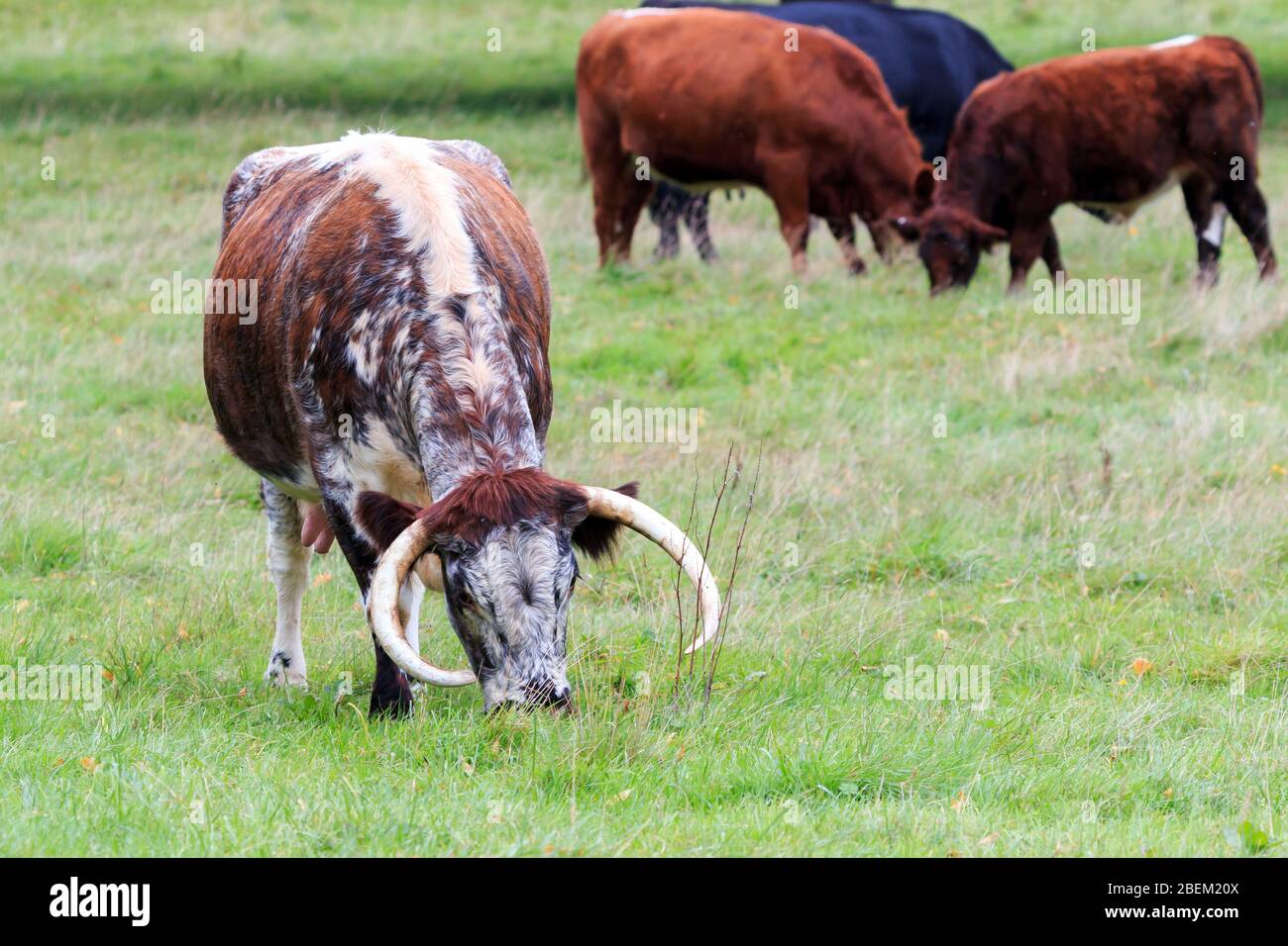A black and white longhorn cow hi-res stock photography and images - Alamy