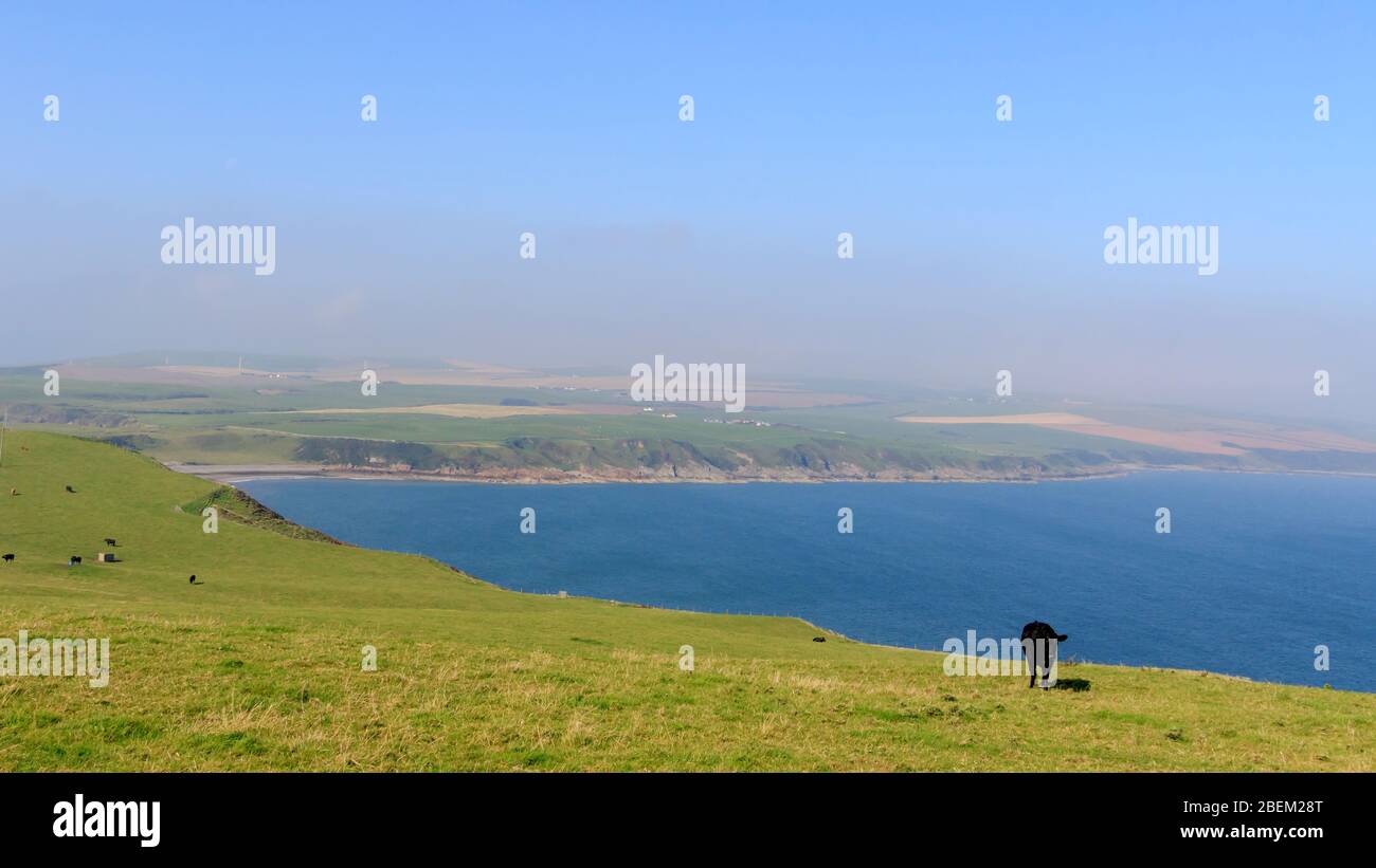 Angus Cow grazing on farmland at the Mull of Galloway Scotland with Luce Bay in the background Stock Photo