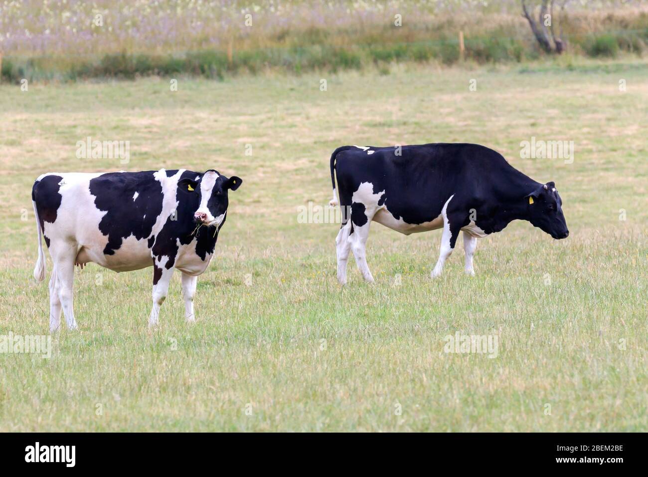 Two Friesian cows grazzing in Scottish meadow Stock Photo Alamy