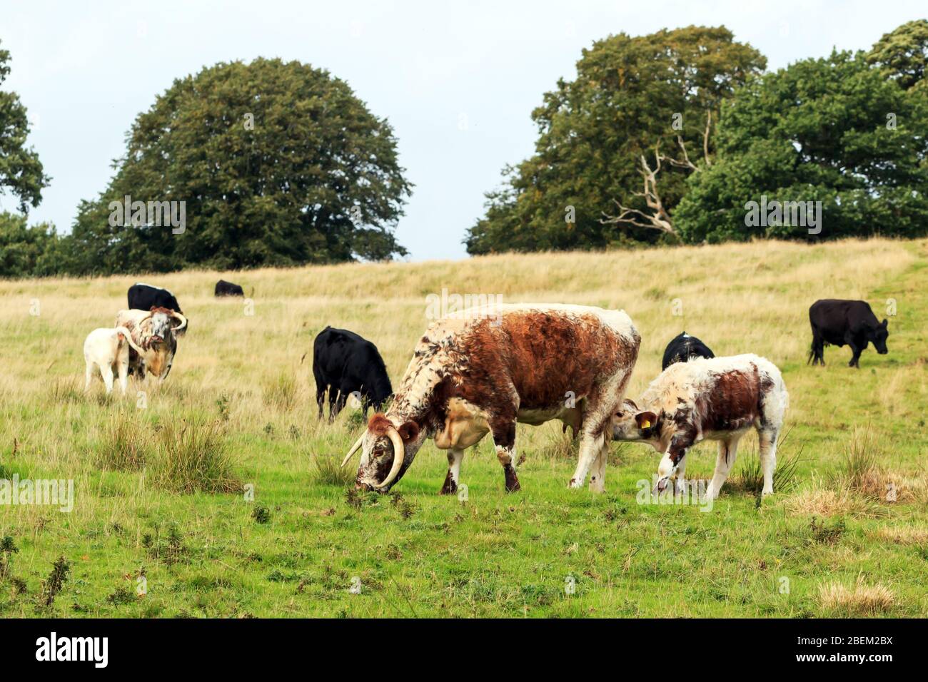 English Longhorn Cattle Uk High Resolution Stock Photography and Images ...