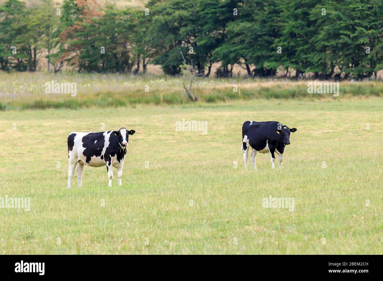 Two Friesian cows standing in Scottish meadow Stock Photo Alamy