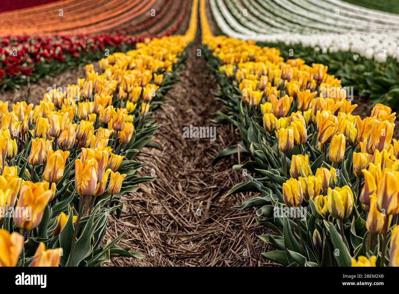 Tulip field, Europe, Germany, North Rhine-Westphalia, Grevenbroich ...