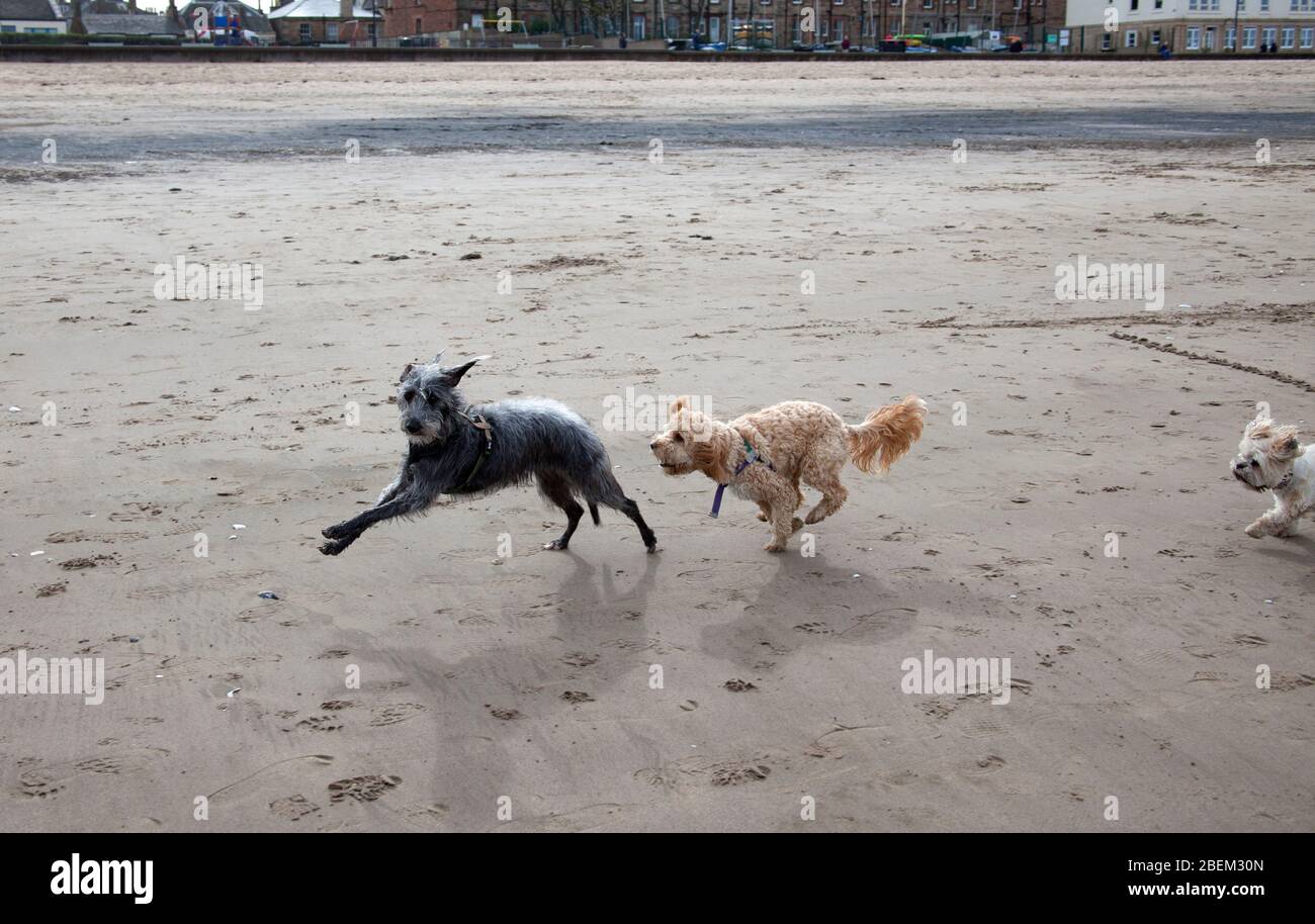 Portobello, Edinburgh, Scotland, UK. 14th April 2020. A hazy cloudy scene at the very quiet seaside due to the Coronavirus Lockdown, with mostly dog walkers.Pictured Devo the dog attempting to keep physical social distance while being chased by two playmates while he waits on the beach for his owner who is taking a dip in the Firth of Forth. Credit: Arch White/Alamy Live News. Stock Photo