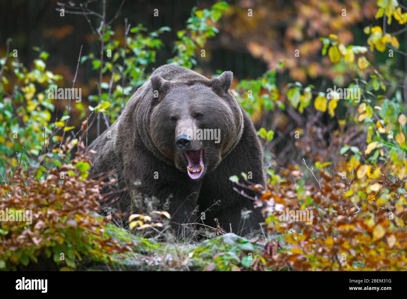 Brown bear (Ursus arctos) growling in the underbrush / brushwood / thicket in forest Stock Photo