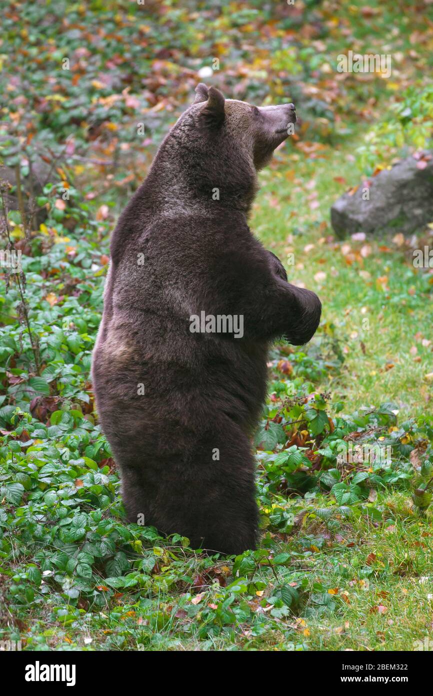 Brown bear (Ursus arctos) standing upright on its hind legs Stock Photo