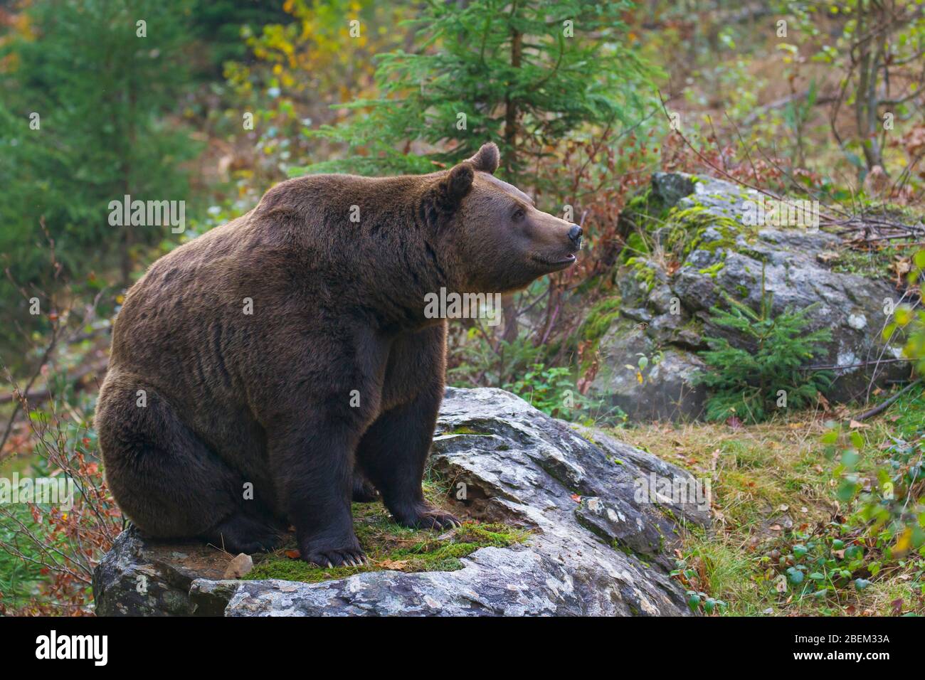 European brown bear (Ursus arctos arctos) at the Tierfreigelände, animal park in the Bavarian Forest National Park, Neuschönau, Lower Bavaria, Germany Stock Photo