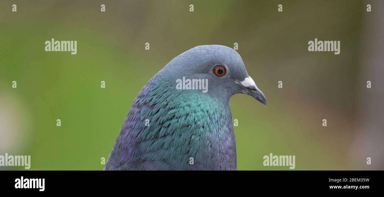 Closeup of Feral pigeon in a suburban London garden. Credit: Malcolm Park/Alamy Stock Photo