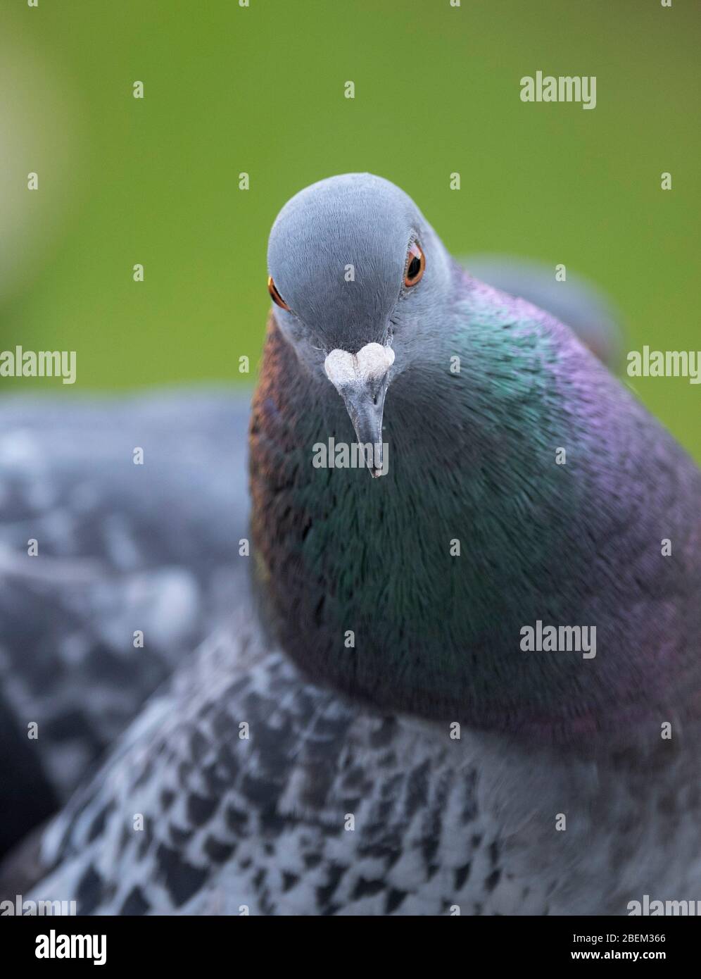 Closeup of Feral pigeon in a suburban London garden. Credit: Malcolm Park/Alamy Stock Photo