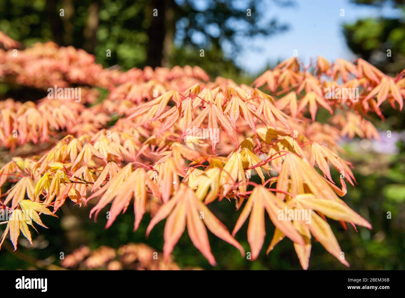 Golden Tree Leaves Stock Photo Alamy