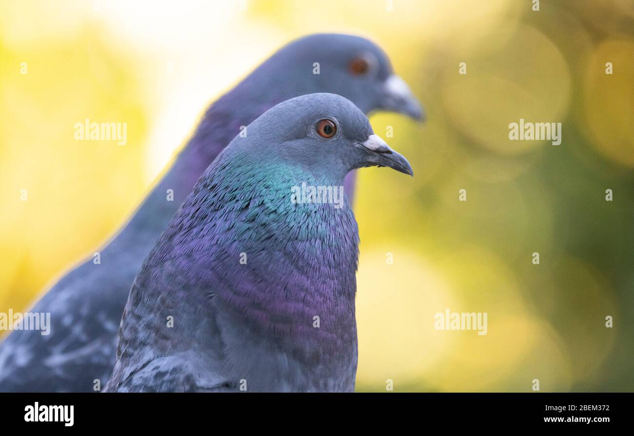Closeup of Feral pigeon pair in a suburban London garden. Credit: Malcolm Park/Alamy Stock Photo