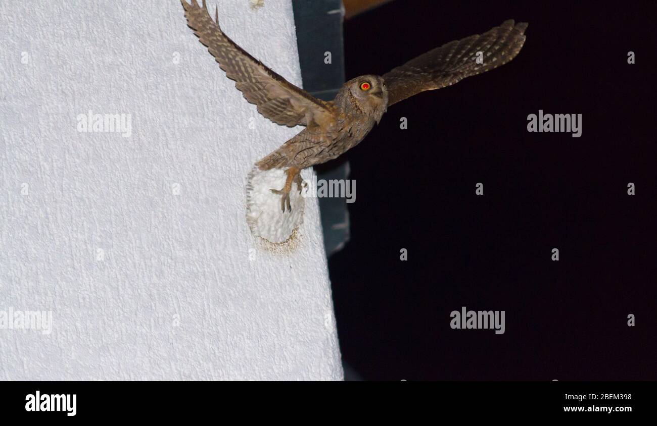 Eurasian scops owl bird taking off from a hollow made in the wall of a building in a dark night Stock Photo