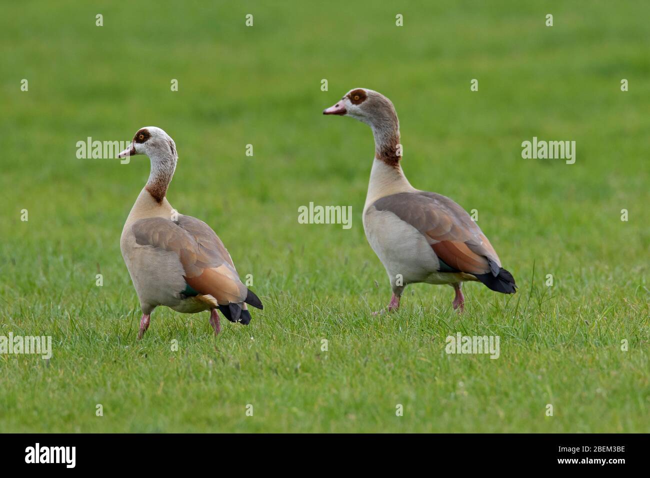 Egyptian goose (Alopochen aegyptiaca / Anas aegyptiaca) pair in grassland, native to Africa south of the Sahara and the Nile Valley Stock Photo