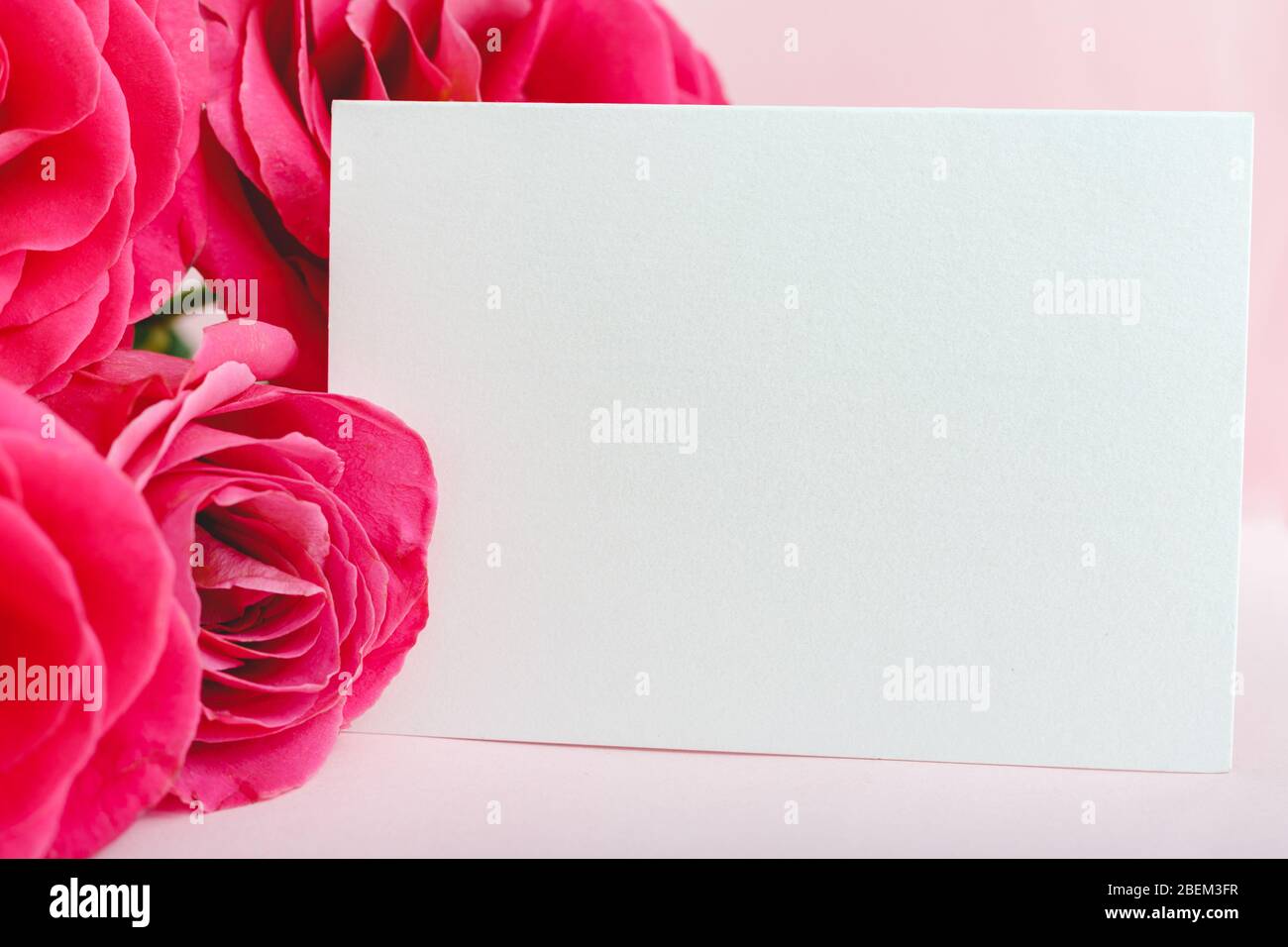 Flowers mock up congratulation. Congratulations card in bouquet of pink red roses on pink background. White blank card with space for text, frame Stock Photo