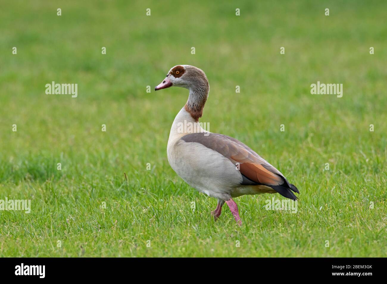 Egyptian goose (Alopochen aegyptiaca / Anas aegyptiaca) foraging in grassland, native to Africa south of the Sahara and the Nile Valley Stock Photo