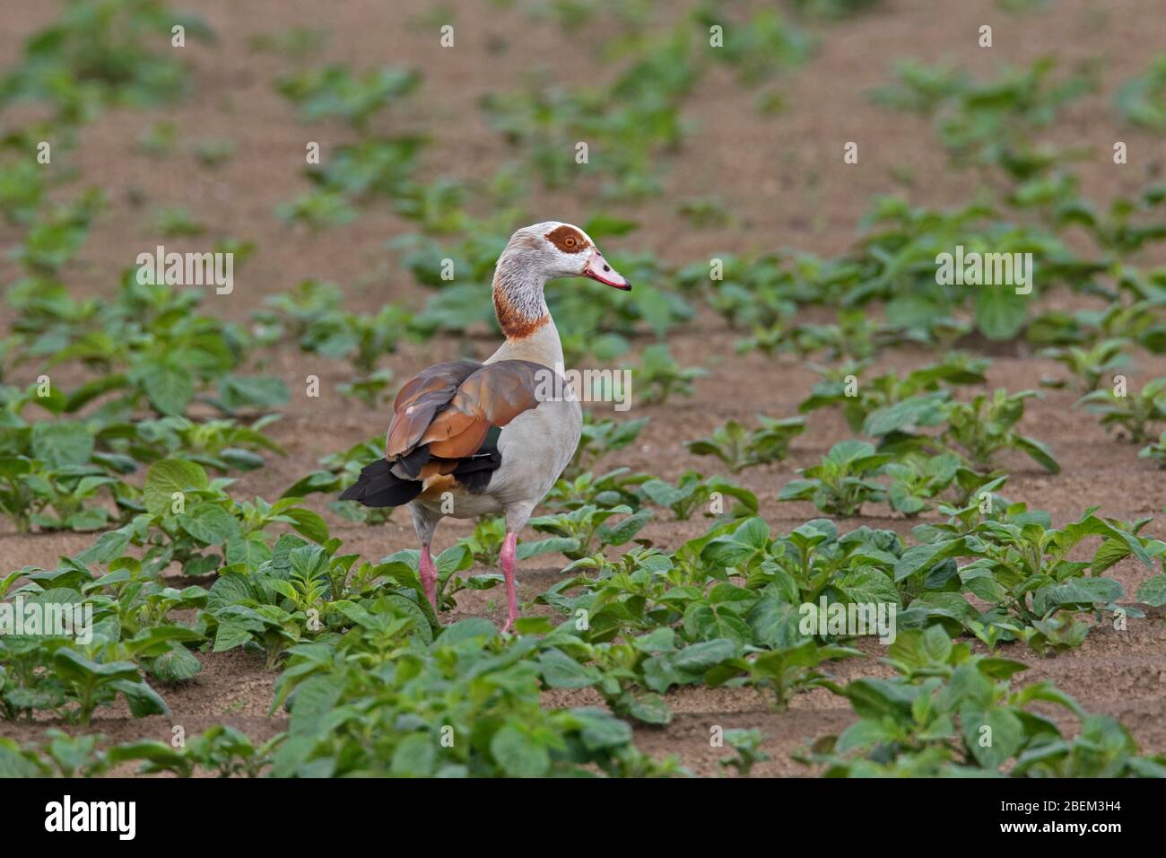 Egyptian goose (Alopochen aegyptiaca / Anas aegyptiaca) foraging in field, native to Africa south of the Sahara and the Nile Valley Stock Photo