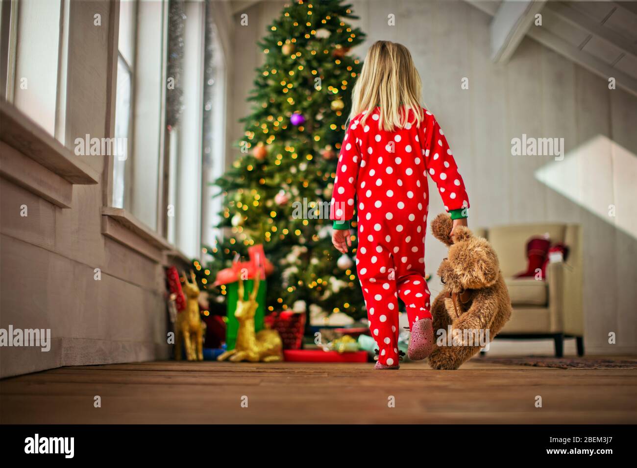 Young girl walking towards a Christmas tree carrying her teddy bear Stock Photo