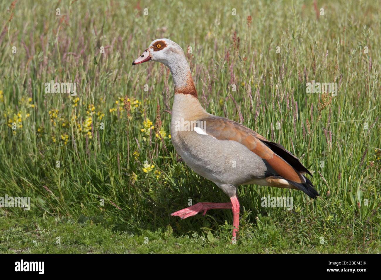 Egyptian goose (Alopochen aegyptiaca / Anas aegyptiaca) foraging in meadow, native to Africa south of the Sahara and the Nile Valley Stock Photo