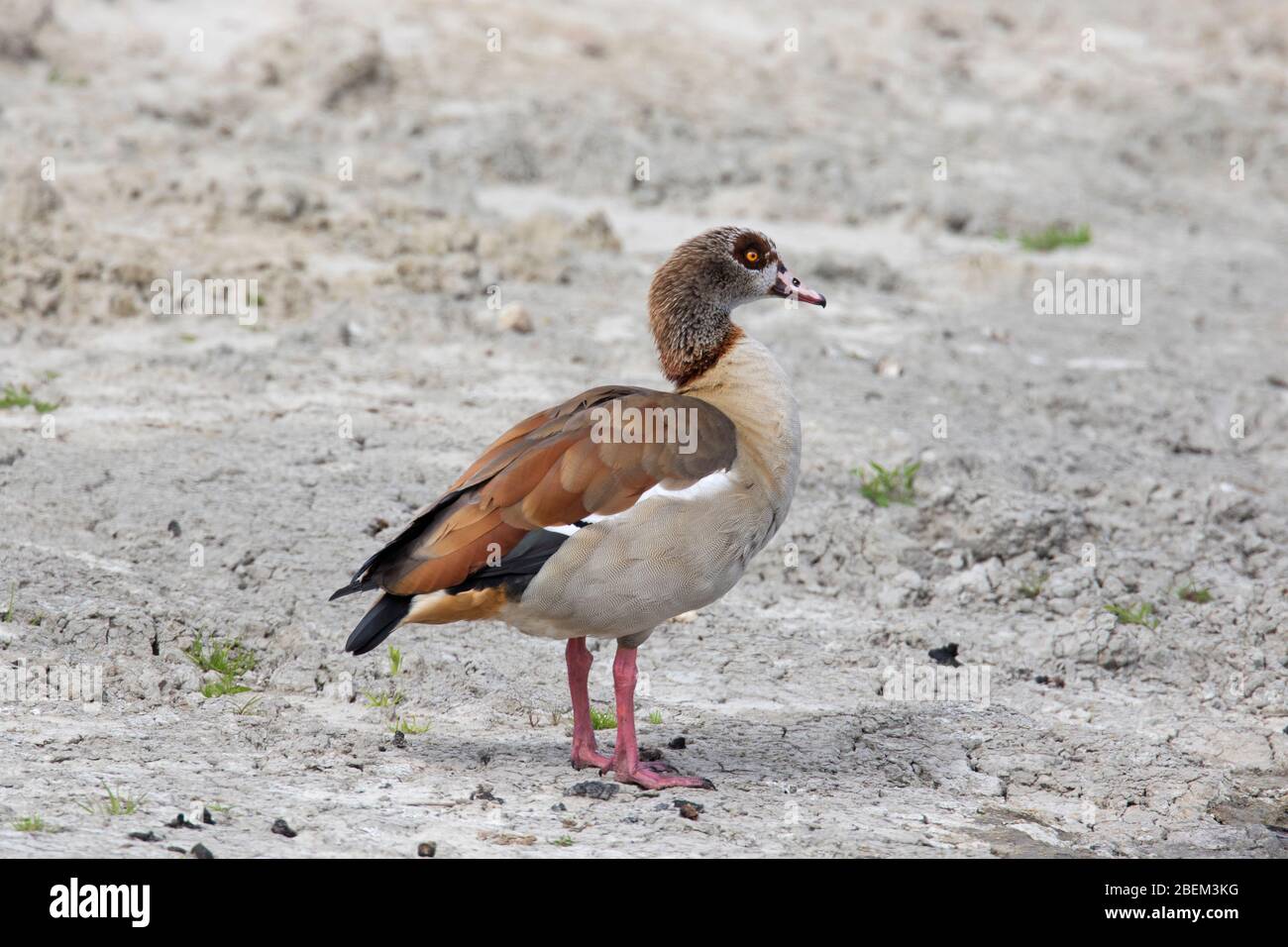 Egyptian goose (Alopochen aegyptiaca / Anas aegyptiaca) native to Africa south of the Sahara and the Nile Valley Stock Photo