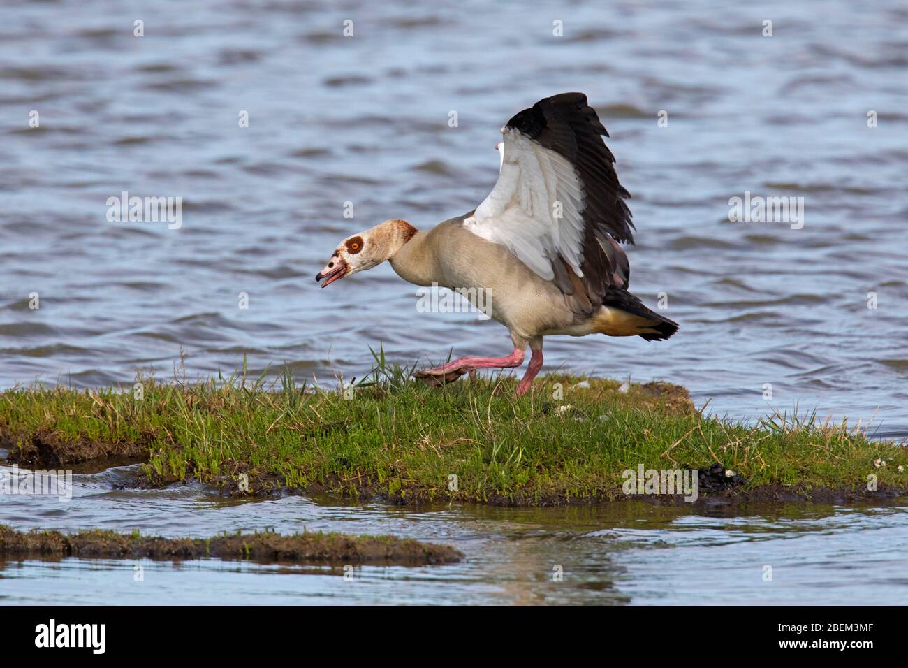 Egyptian goose (Alopochen aegyptiaca / Anas aegyptiaca) in wetland, native to Africa south of the Sahara and the Nile Valley Stock Photo