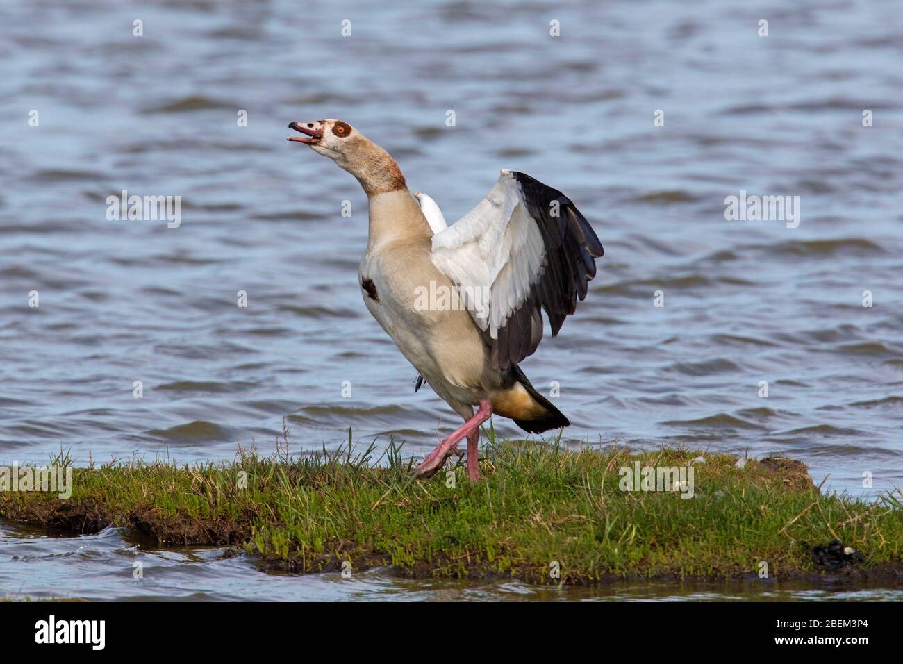 Egyptian goose (Alopochen aegyptiaca / Anas aegyptiaca) calling in wetland, native to Africa south of the Sahara and the Nile Valley Stock Photo