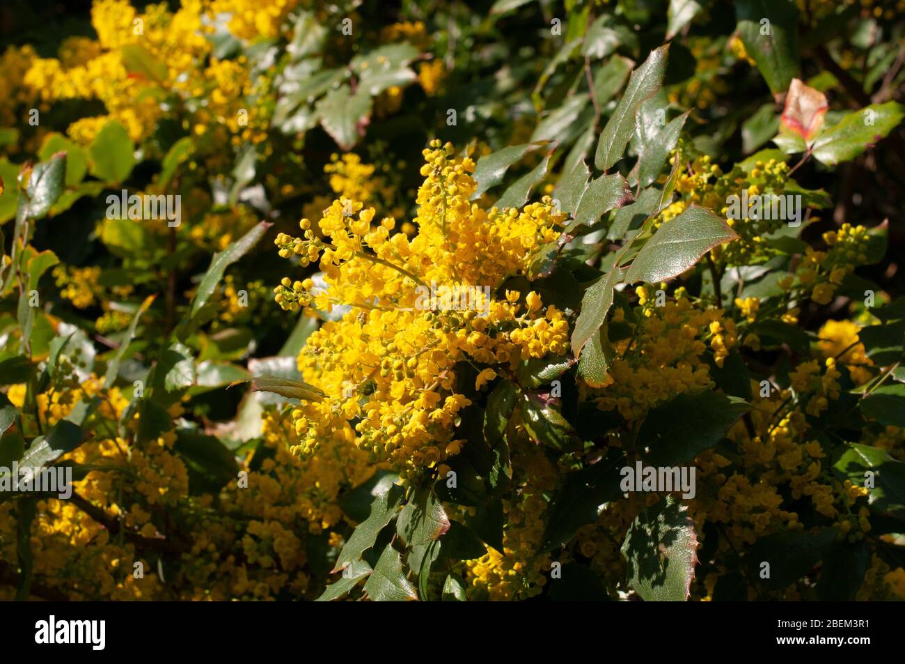 close-up of yellow flowers of an oregon grape or mahonia Stock Photo